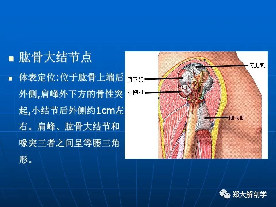 肩關節應用解剖