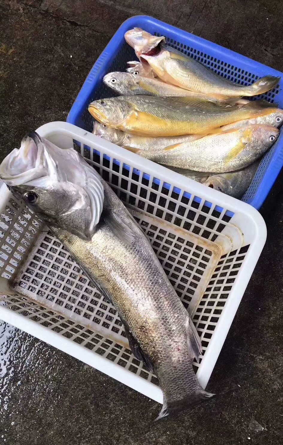 野生黃花魚,血鰻,活小管,海鱸魚,黃翅魚,黑雕,午魚,石鰻,海鱸鰻,天然