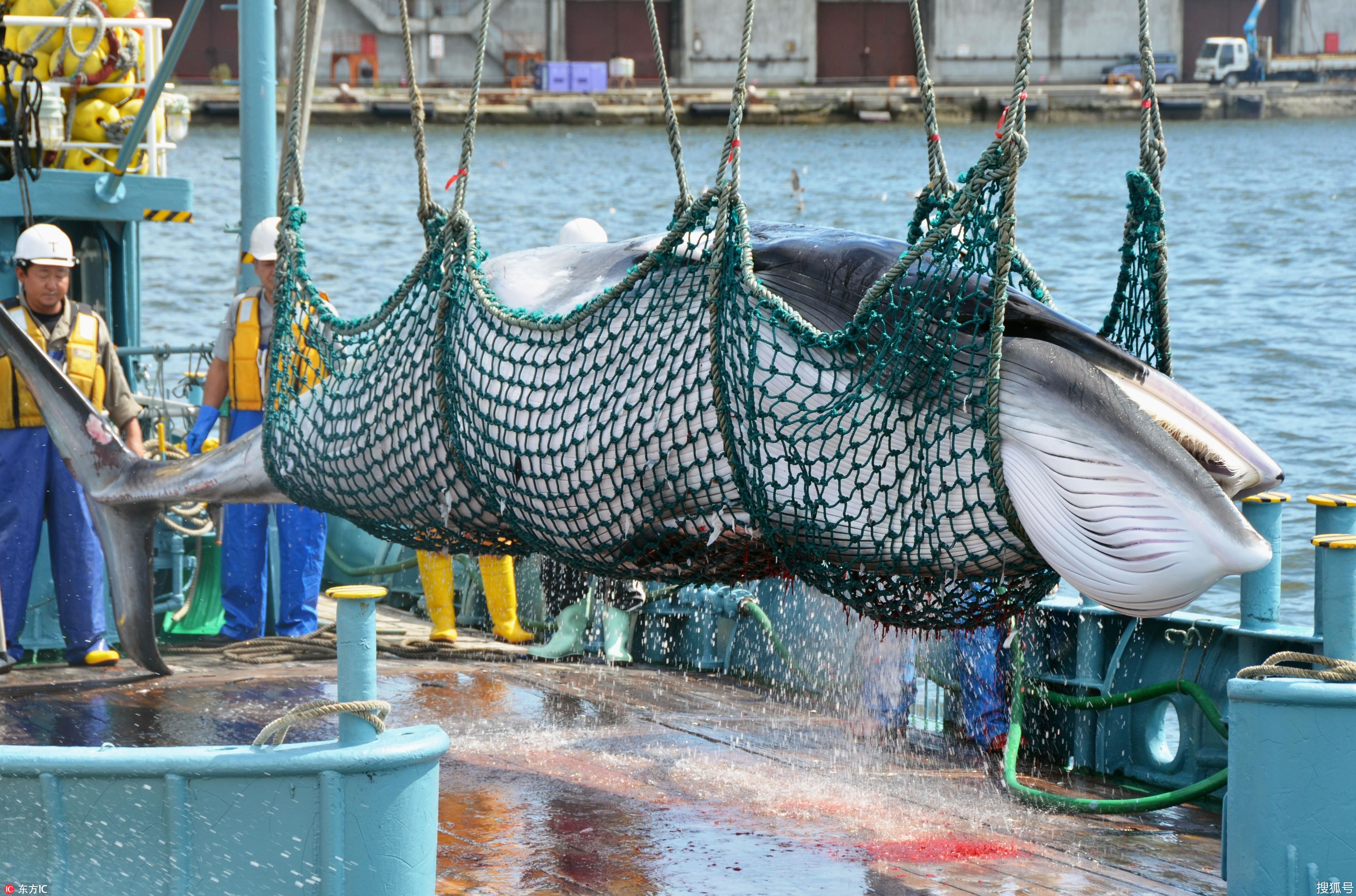 残忍传统何以称作文化 日本人的捕鲸情结