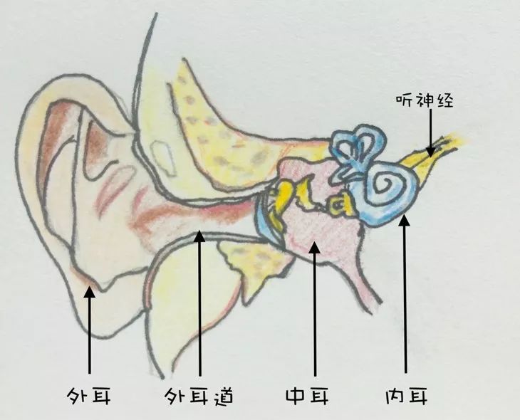 耳蜗正确位置图片图片