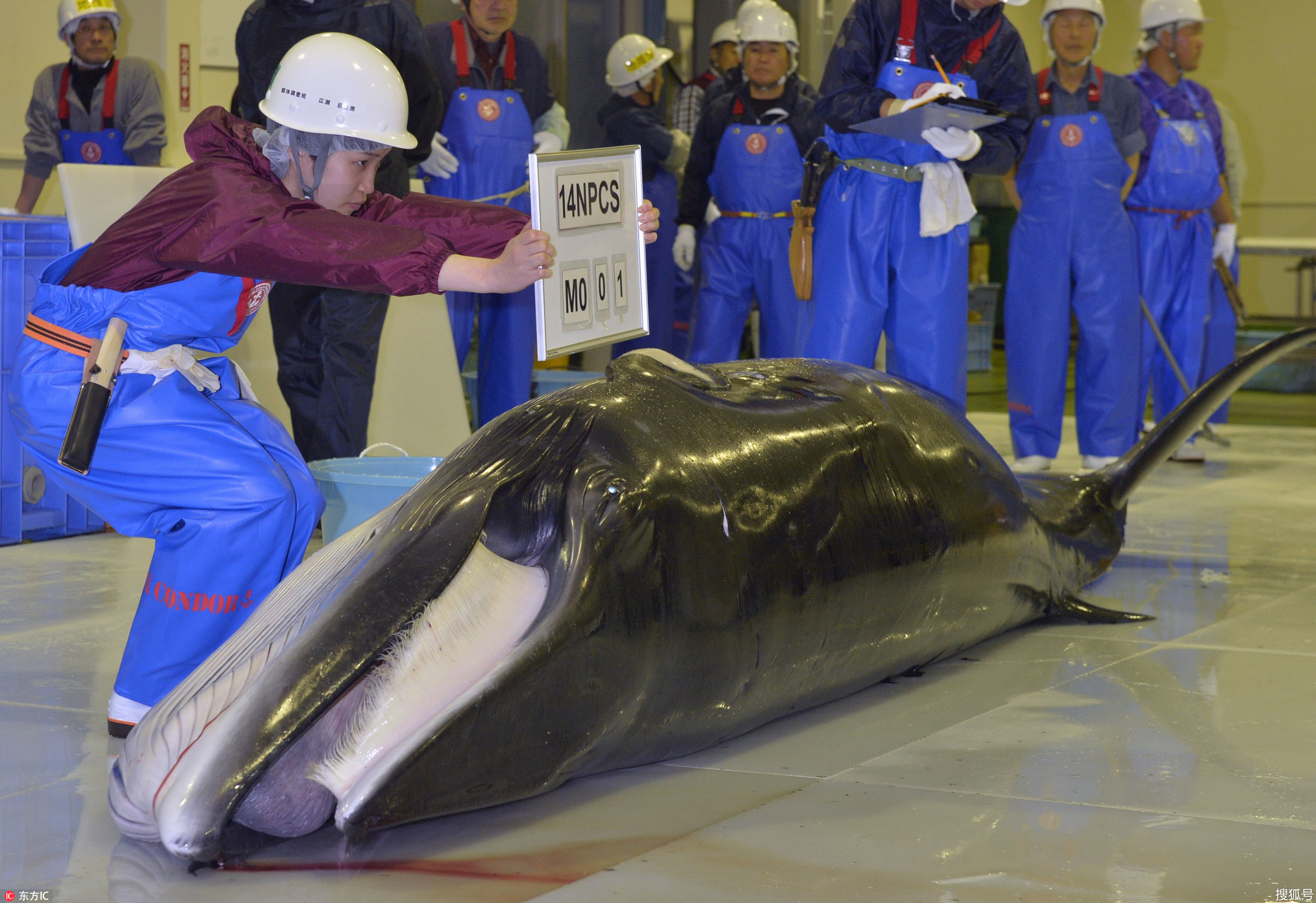 残忍传统何以称作文化 日本人的捕鲸情结