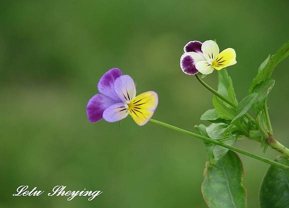 冬天裡的蝴蝶花耐寒開花的草花太美了