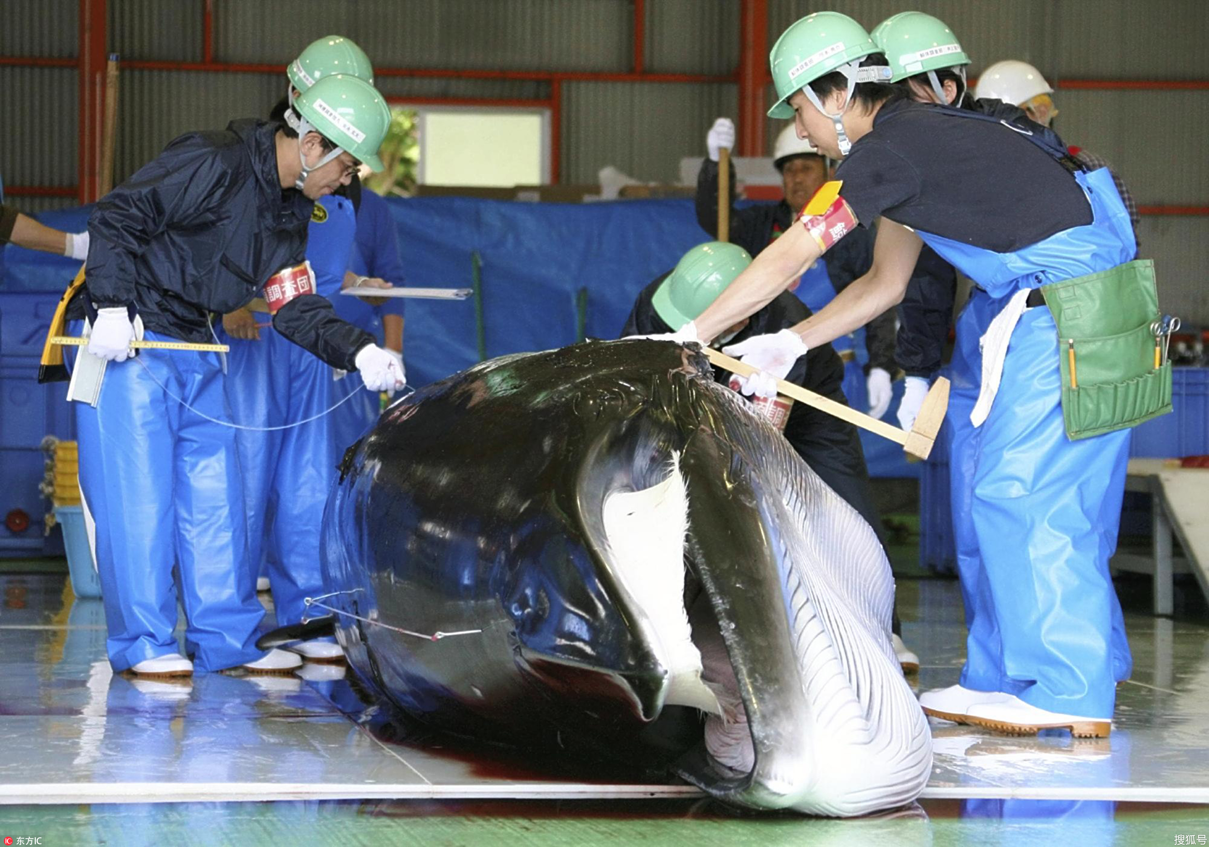 Group: Japan's dolphin roundup biggest in 4 years - The Blade
