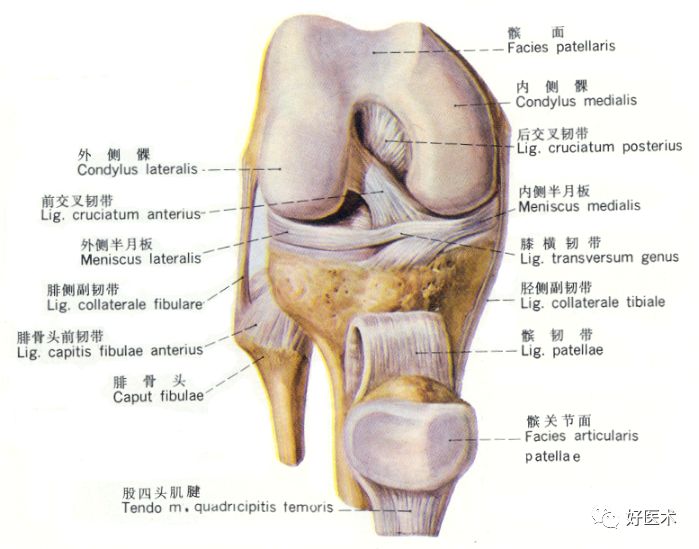 关节腔结构图图片