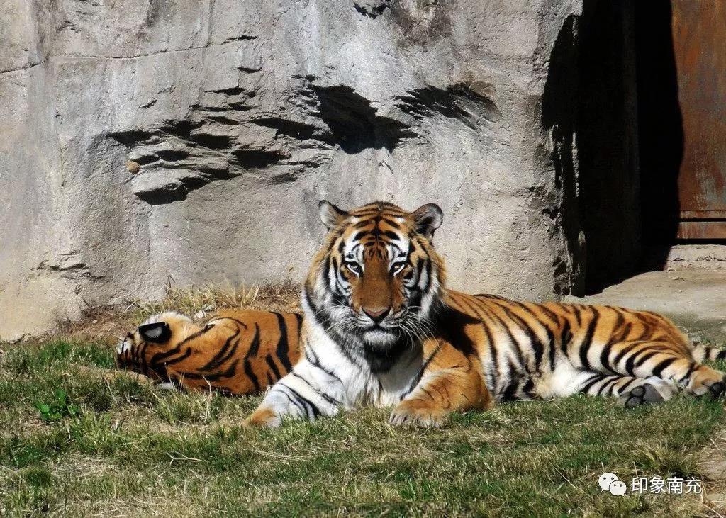 南充引進長頸鹿養殖!_動物園