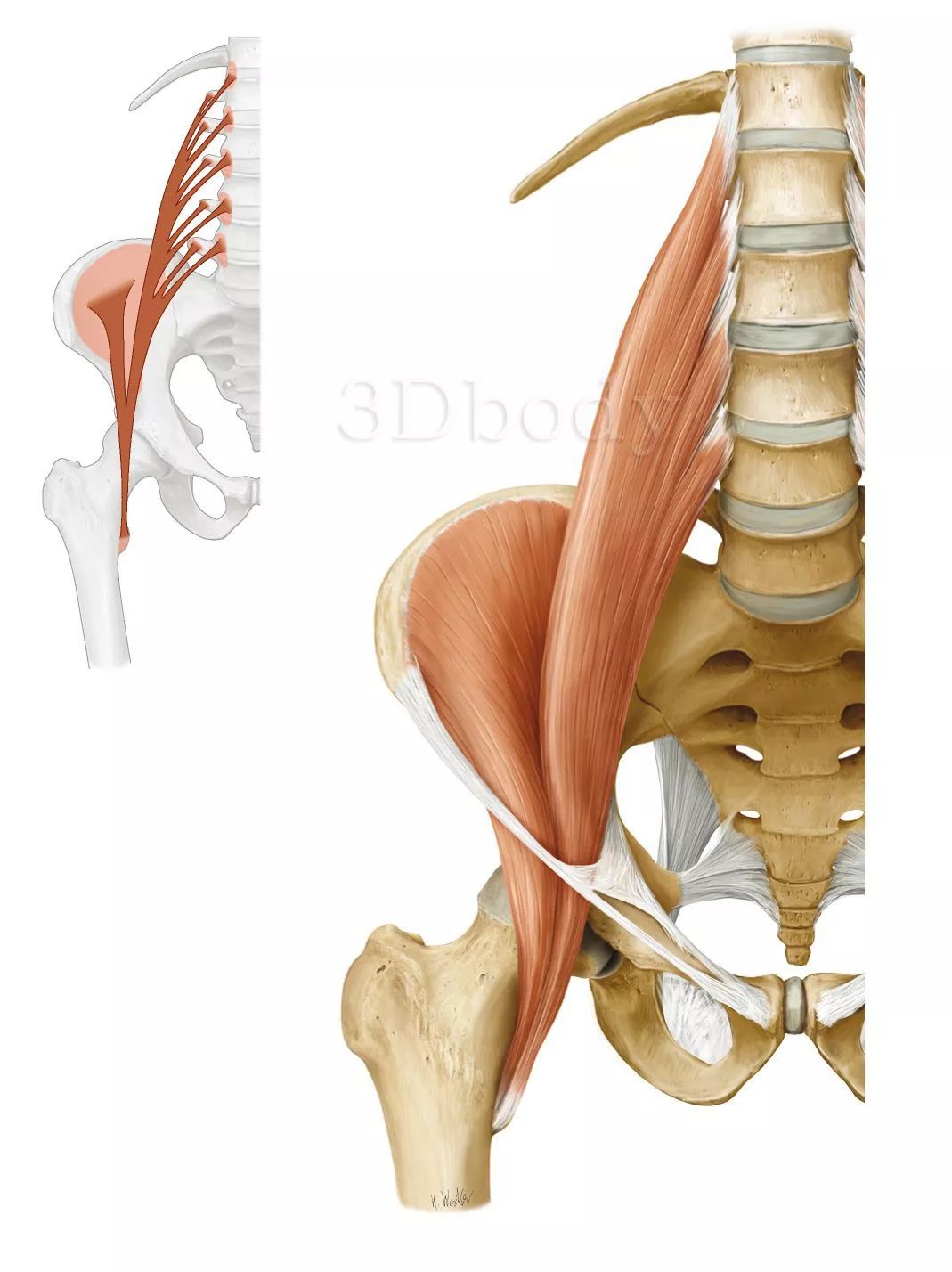 这就要从腰大肌的解剖讲起了,腰大肌上连第十二胸椎和全部腰椎体及