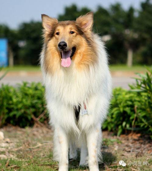 宠物犬种类 大型图片