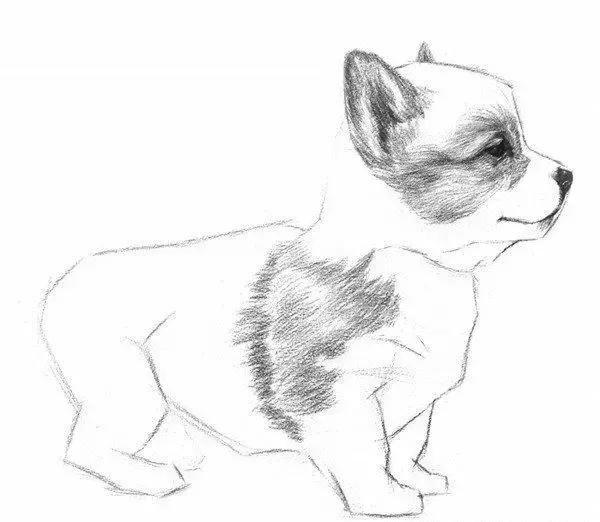 素描小狗的绘画步骤教程五6,继续绘制小狗腹部的毛,排线方向同样也是