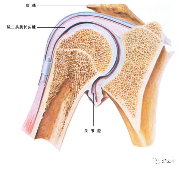 关节面关节囊关节腔图图片