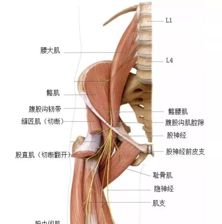 以股神经为例,发出后分为肌支和皮支,肌支支配的除耻骨肌以外,股四头