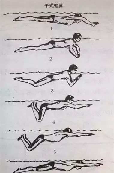 蛙泳脚的动作步骤图片图片