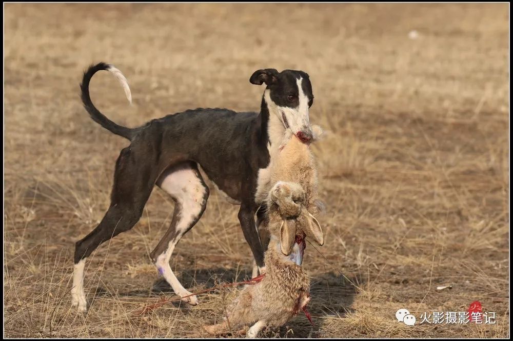 图说康乐康乐县猎犬狩猎赛