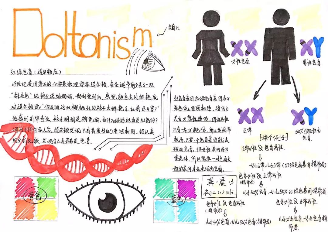 遗传学手抄报图片