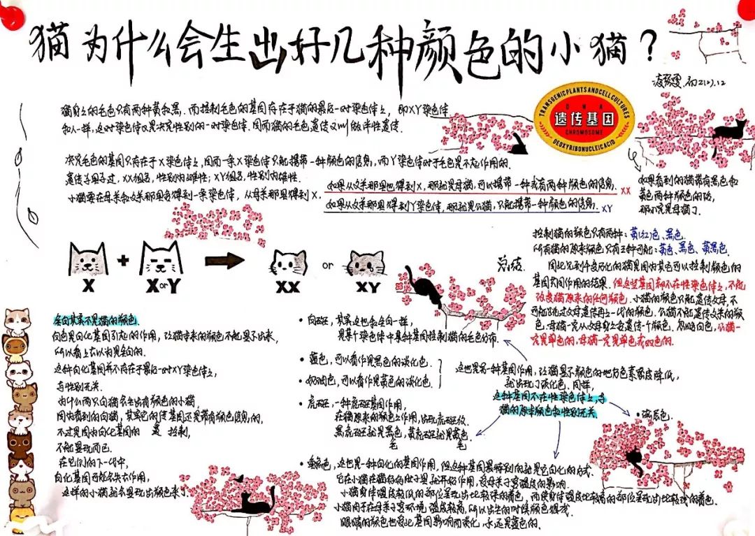 遗传学手抄报图片