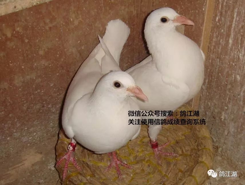 楊阿騰幼鴿幕利門火鳳凰極品詹森鴿蒼白騎士:臉很蒼白下面,瞅下俺找到