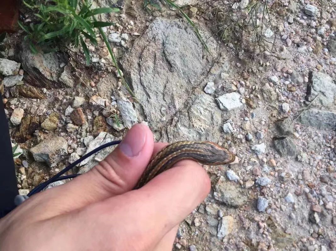 寄生虫小王子红纹滞卵蛇