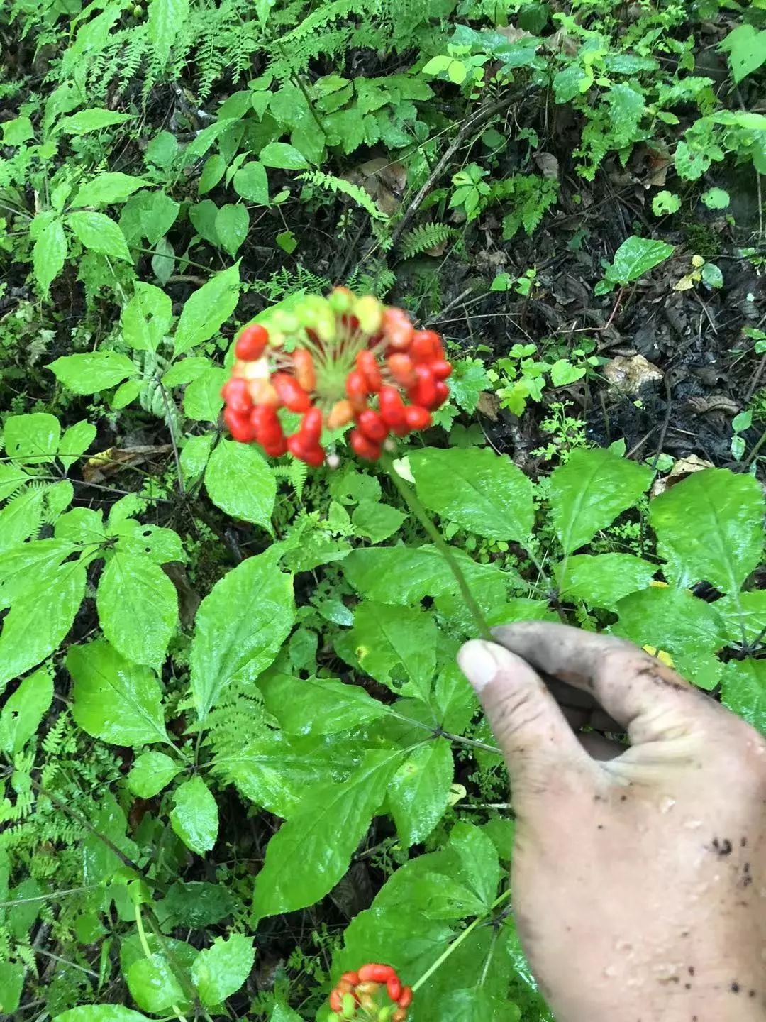 在長白山脈,三溪堂有個野山參基地_人參