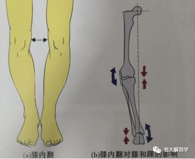 肌腓腸肌髖和骨盆1骨盆傾斜對髖關節的影響2骨盆側傾的解剖學分析3