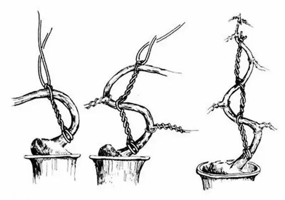 盆景造型绑扎技艺图解图片