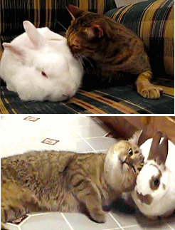 原创搞笑段子gif看样猫咪特别钟爱大白兔瞧他幸福的样子