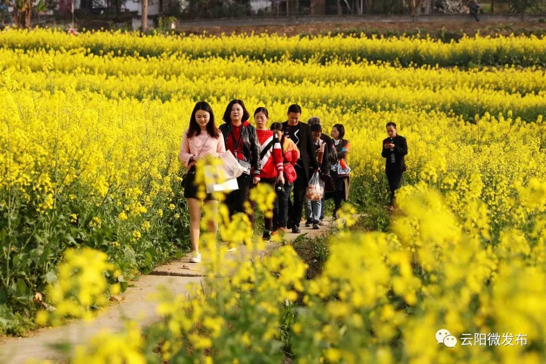 数看云阳大旅游:走进乡村游,处处是风景.