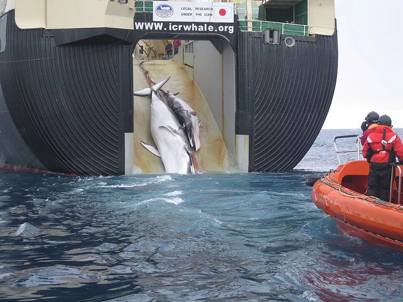 被捕杀的鲸鱼正被拉上日本捕鲸船日新丸