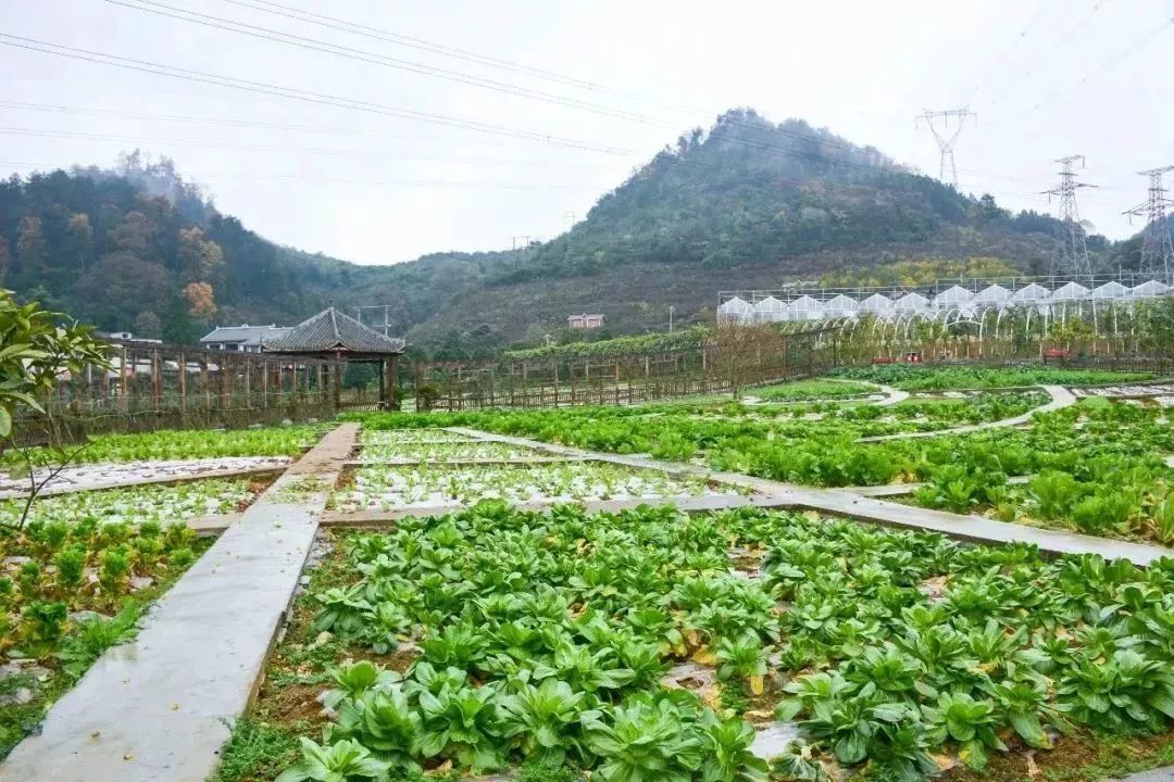 播州区花香龙泉图片