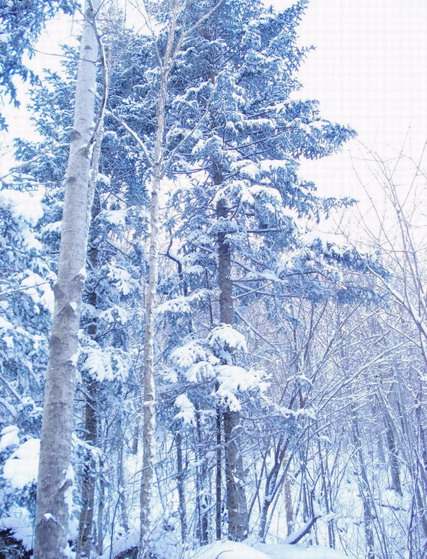 穿林海跨雪原,據說這是當年楊子榮走過的路