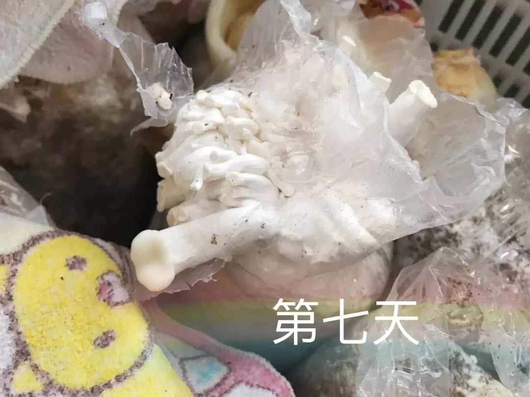 白平菇的成長小故事