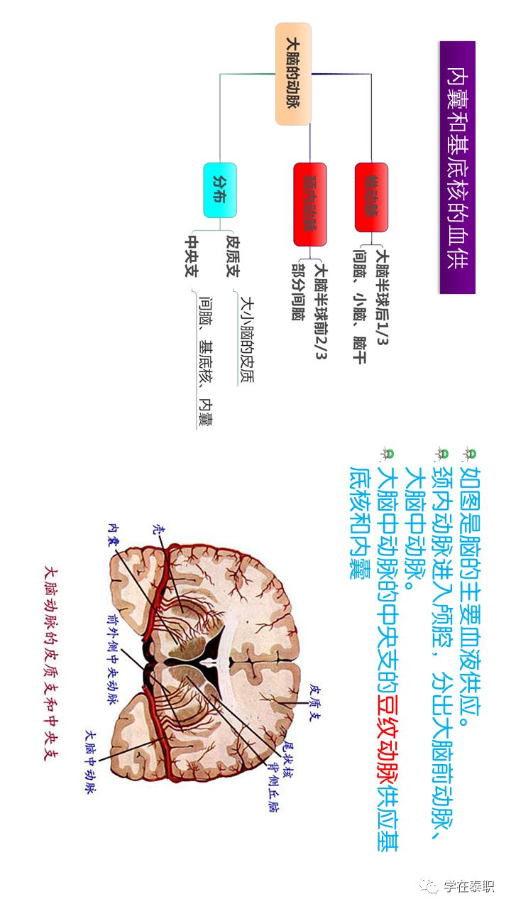 康復應用解剖腦卒中解剖基礎內囊橫屏觀看效果更佳