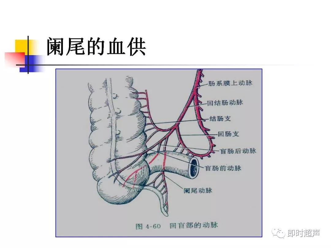 阑尾的解剖结构示意图图片