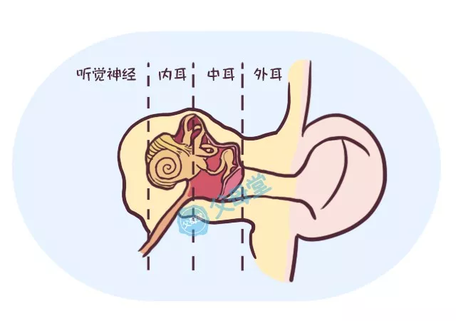 内三部分,中耳位于中间(如下图,中耳包括鼓室,内有听骨,肌肉和韧带等