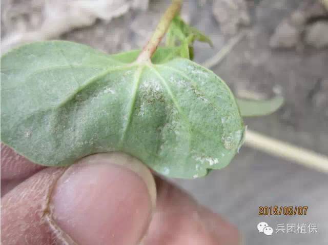 棉花苗期棉蓟马发生与防治技术