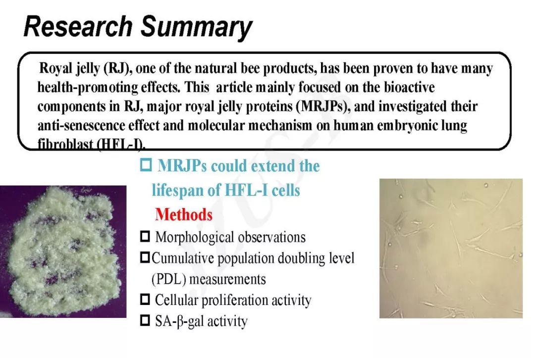 浙江大学沈立荣等：蜂王浆主蛋白对人胚肺成纤