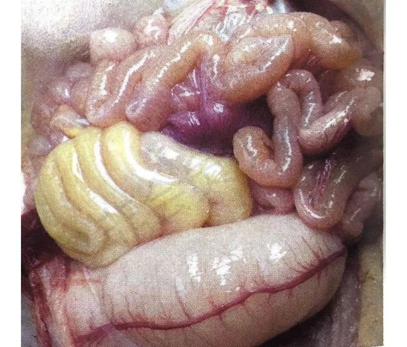 猪流行性腹泻解剖图片