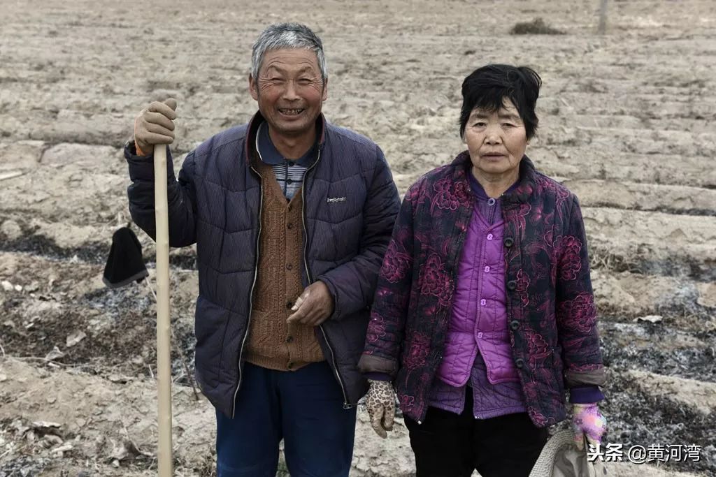 永濟黃河灘丨65歲老人和老伴百里外打短工,一天能掙180元