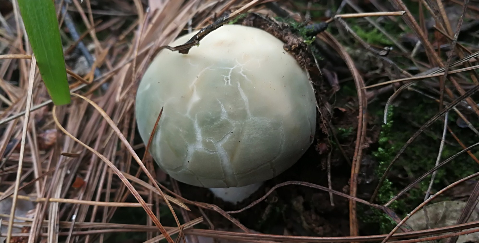 野生菌图片真实图片