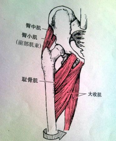 髋内收肌群图片