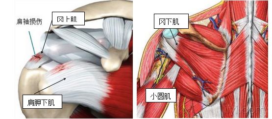 岡上肌,岡下肌,肩胛下肌,小圓肌共同組成的,包繞在肩關節周圍的肌腱帽