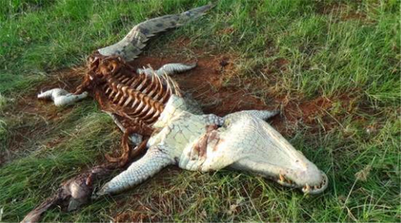5米鳄鱼被弃尸荒野,凶手却逃之夭夭,摄影师揭露真凶!