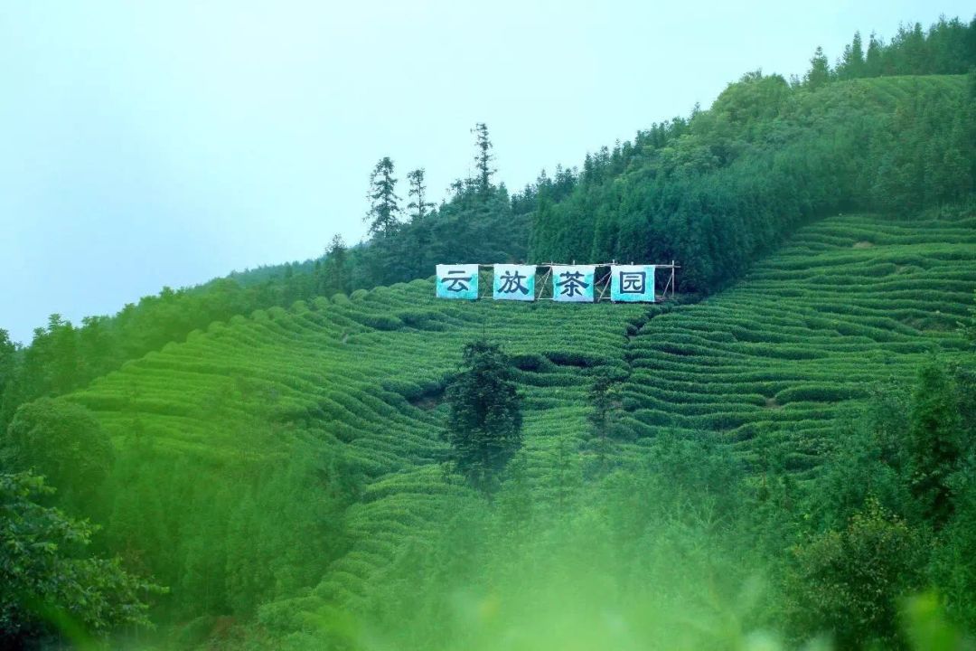 走去峨眉山认领一亩私人茶园