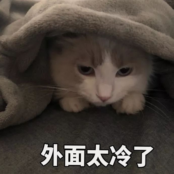 外面太冷了~猫咪表情包