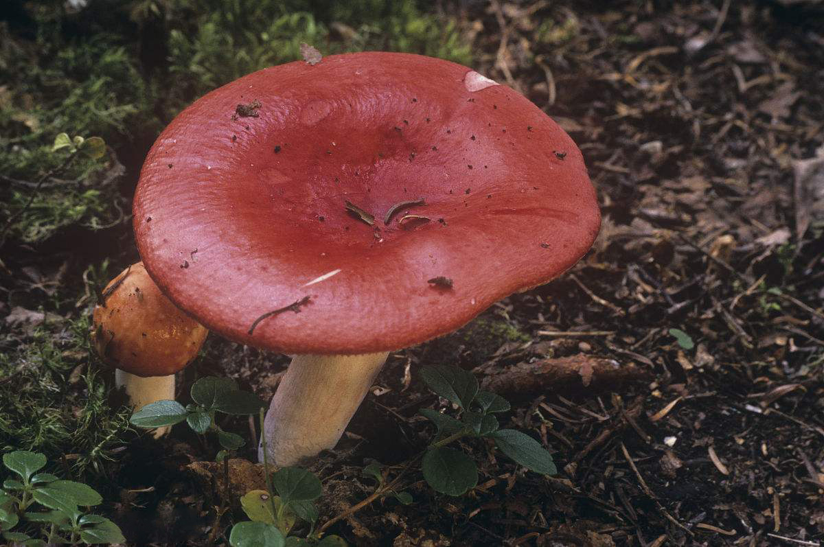 红糖水养的活菌菇图片图片