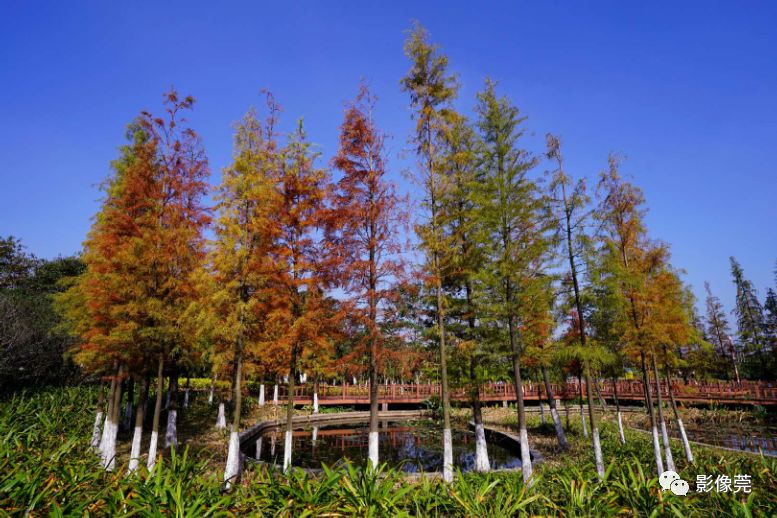 這裡的落羽杉將紅透胡一刀(胡寶) 攝▲燕嶺溼地公園的落羽杉漸漸變紅