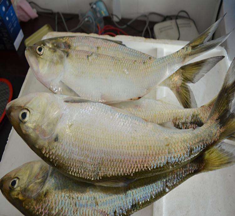 长江里的珍稀鱼类图片