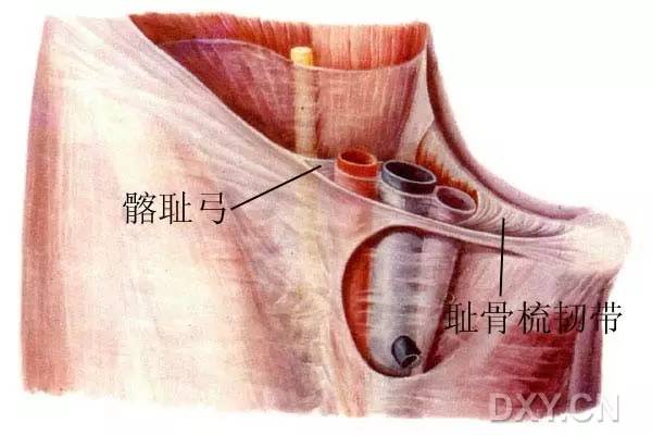 韧带) 在耻骨梳的延续,覆盖于耻骨上支有光泽的纤维结构由骨膜,髂耻束