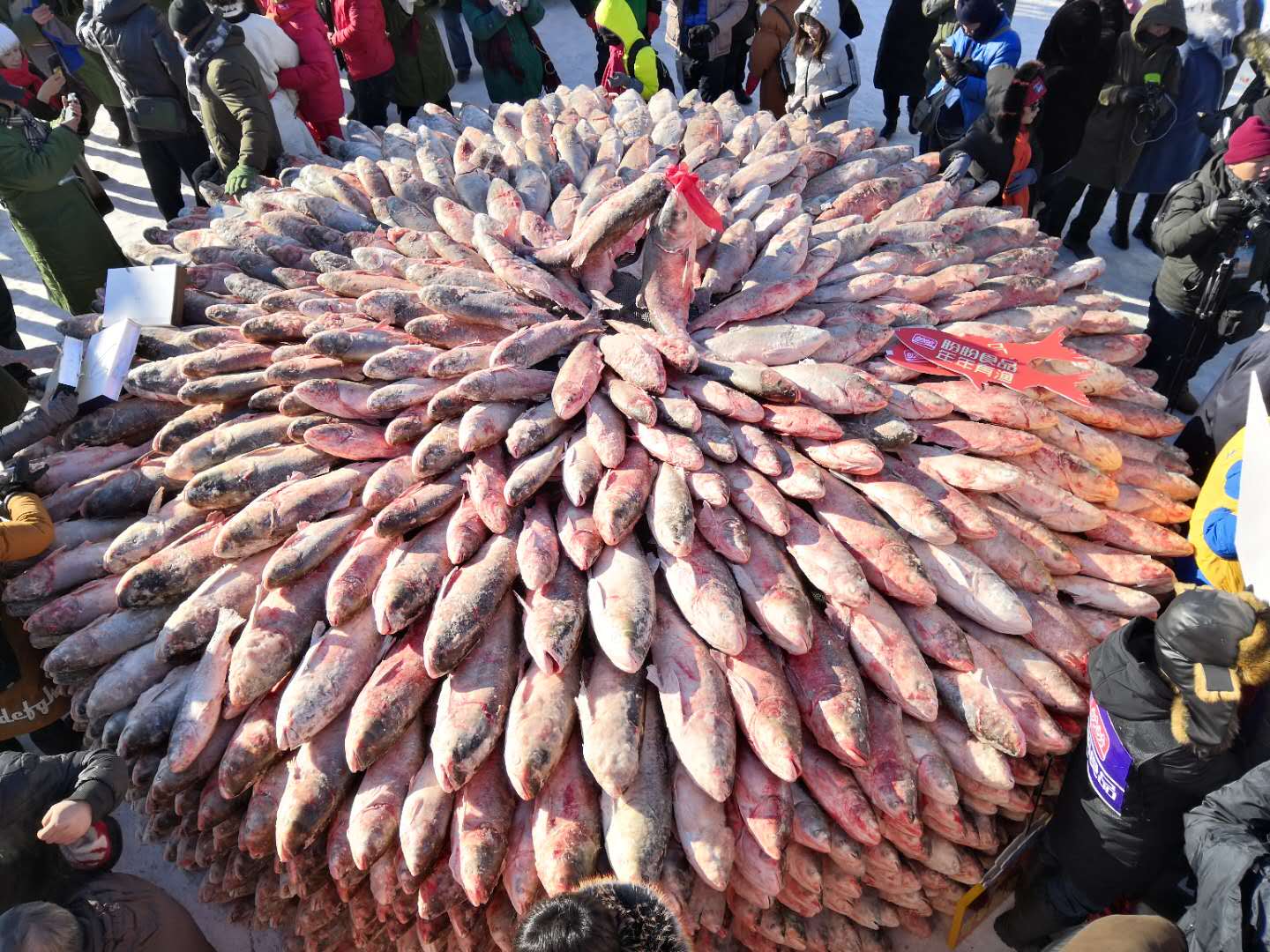 经过激烈地竞拍角逐,最终,今年的查干湖头鱼以99万9999元的拍卖成交