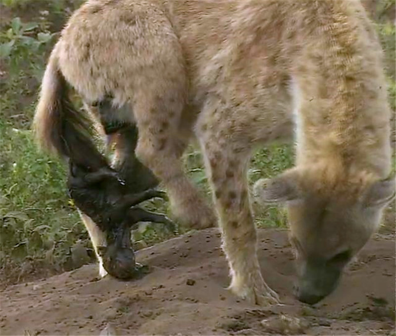 鬣狗被咬断脊椎图片