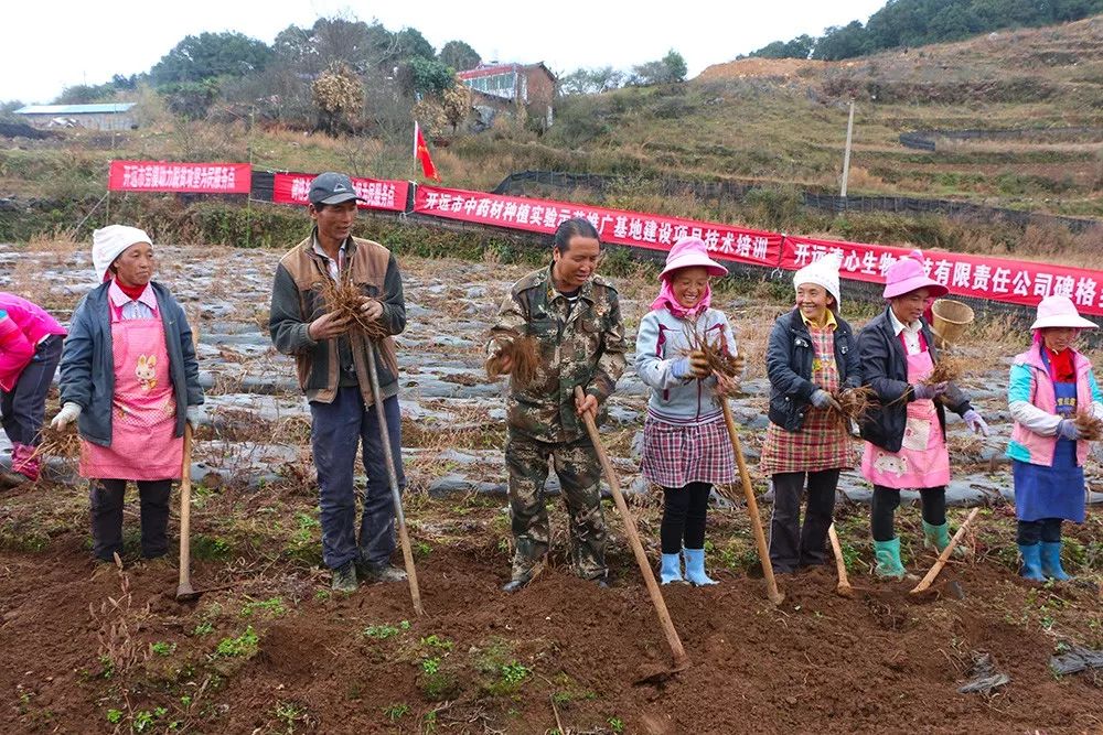 经过开远市农业局与该市碑格乡的推广,阿侯村大部分村民首次试种当归.