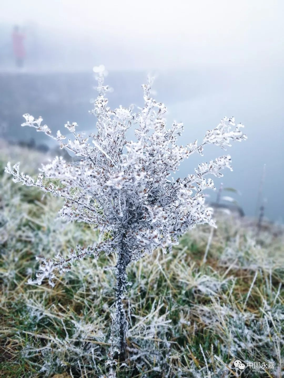 下霜和下雪的区别图片图片